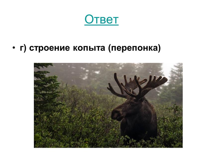 Ответ г) строение копыта (перепонка)