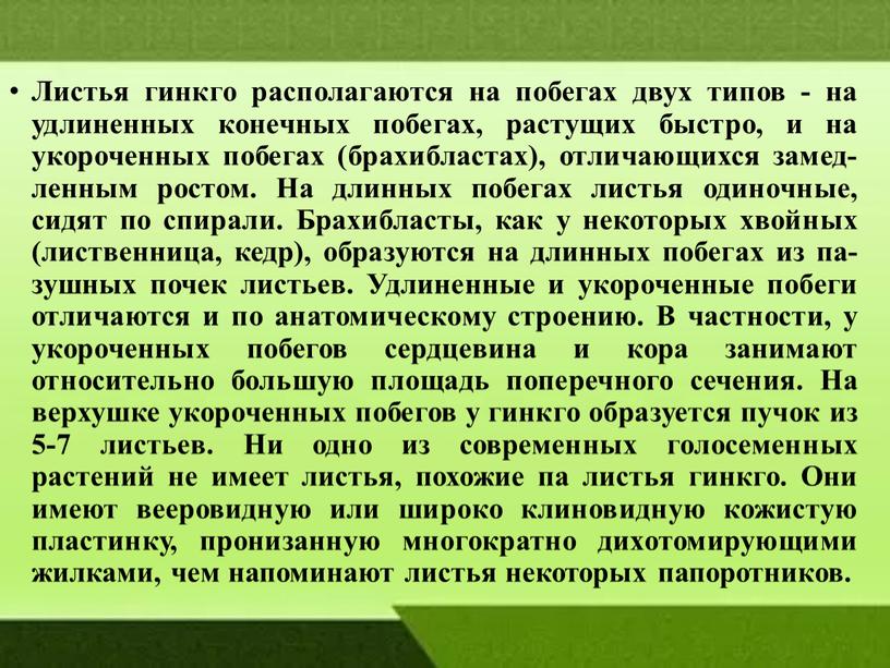 Листья гинкго располагаются на побегах двух типов - на удлиненных конечных побе­гах, растущих быстро, и на укороченных по­бегах (брахибластах), отличающихся замед­ленным ростом