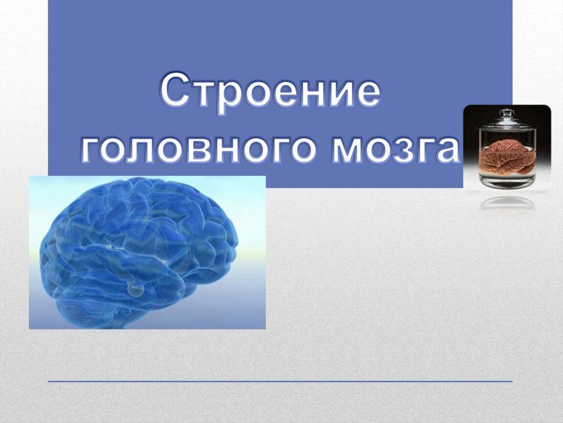 Проект 9 класс мозг Строение головного мозга