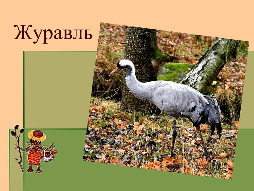 Журавль