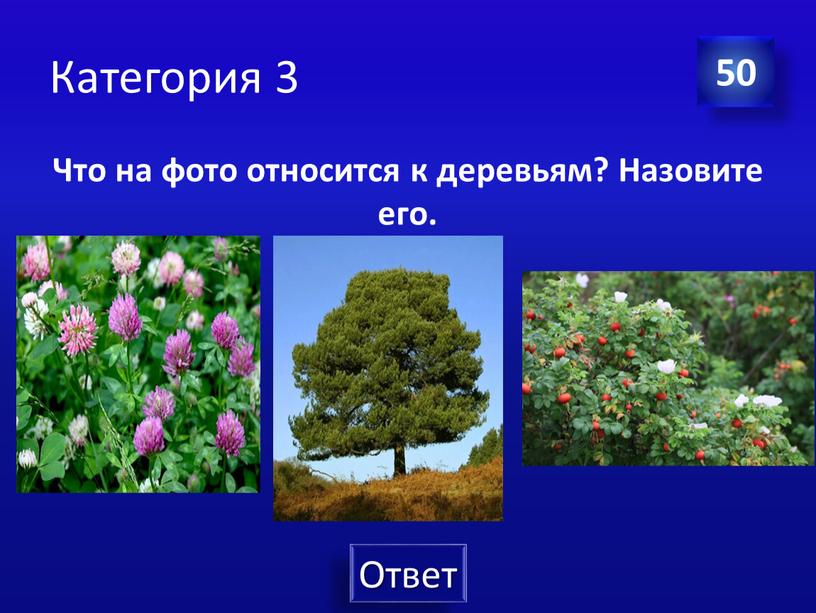 Категория 3 Что на фото относится к деревьям?