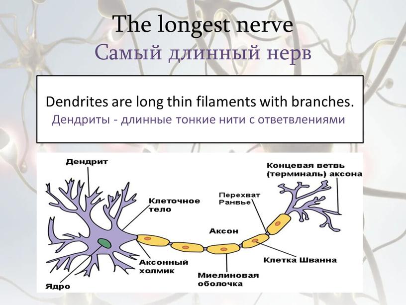 The longest nerve Самый длинный нерв