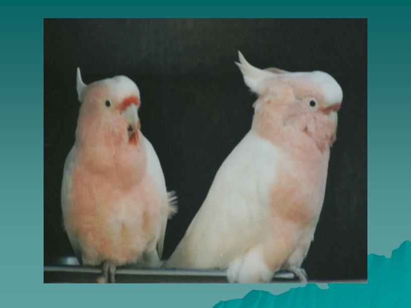 Презентация по изобразительному искусству на тему "Изображение и реальность. Наши друзья - птицы", 2 класс.