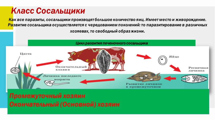 Класс Сосальщики Как все паразиты, сосальщики производят большое количество яиц