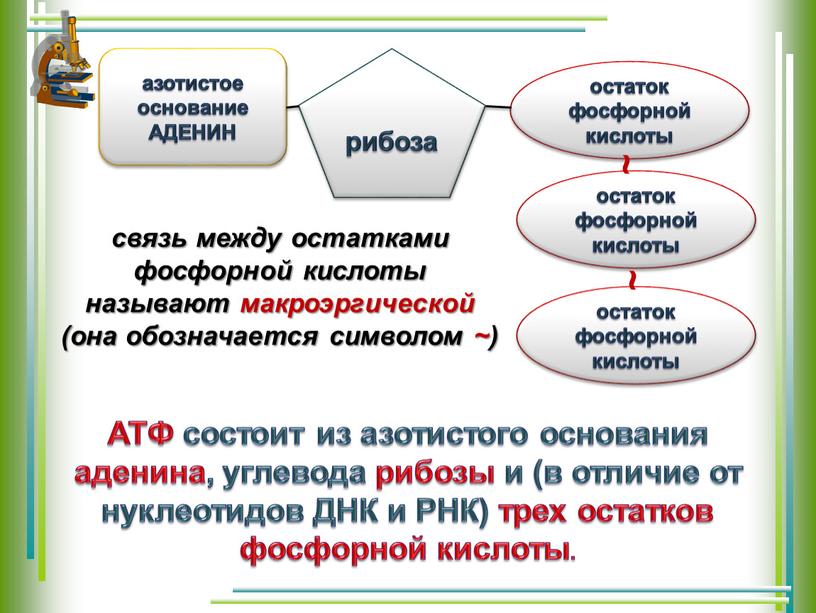 АДЕНИН рибоза остаток фосфорной кислоты остаток фосфорной кислоты остаток фосфорной кислоты ~ ~