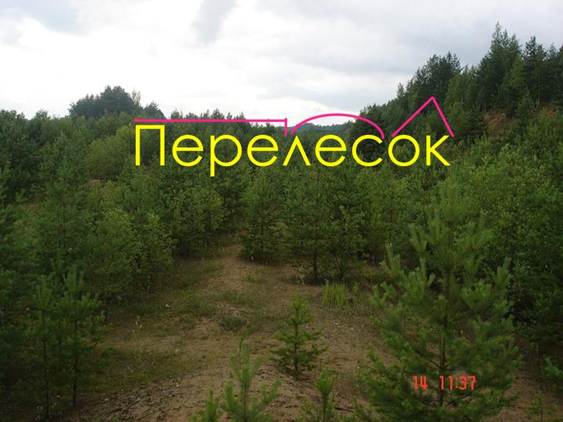 Перелесок