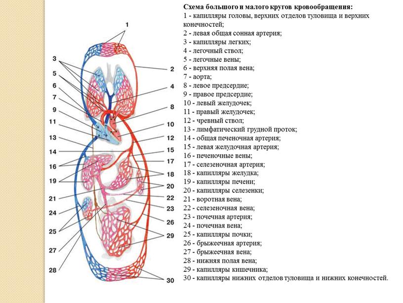 Схема большого и малого кругов кровообращения: 1 - капилляры головы, верхних отделов туловища и верхних конечностей; 2 - левая общая сонная артерия; 3 - капилляры…