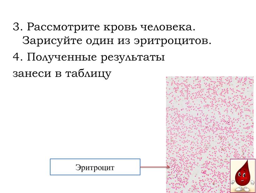 Рассмотрите кровь человека. Зарисуйте один из эритроцитов