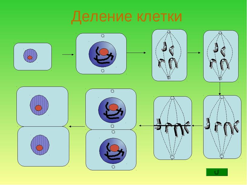 Жизнедеятельность клетки