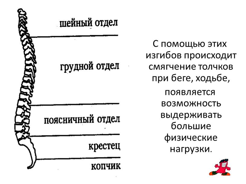 С помощью этих изгибов происходит смягчение толчков при беге, ходьбе, появляется возможность выдерживать большие физические нагрузки