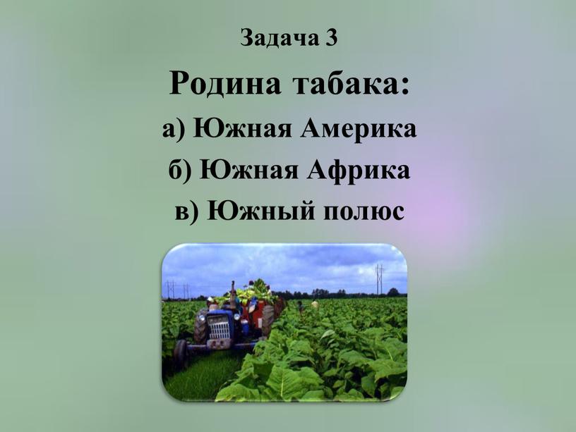 Задача 3 Родина табака: а) Южная