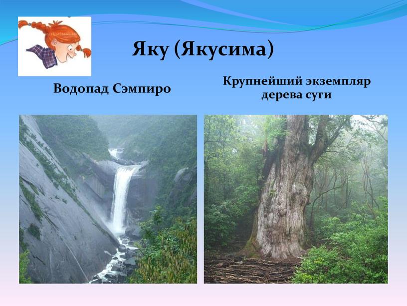 Яку (Якусима) Водопад Сэмпиро Крупнейший экземпляр дерева суги