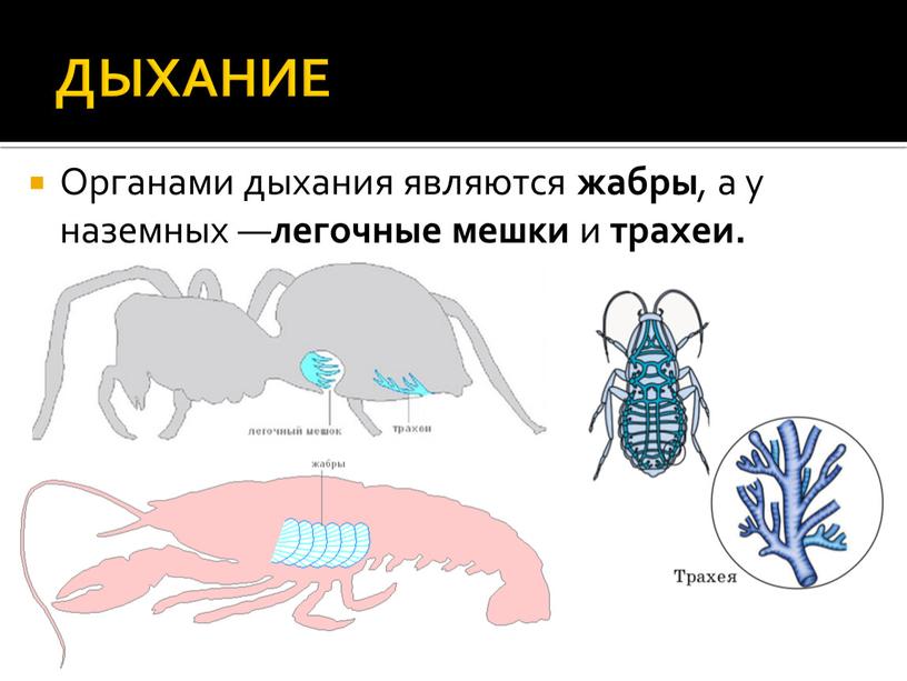 ДЫХАНИЕ Органами дыхания являются жабры , а у наземных — легочные мешки и трахеи