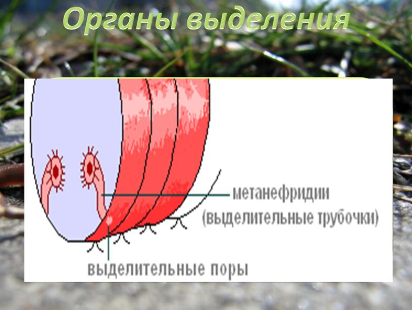 Органы выделения Органы выделения имеют вид тоненьких петлеобразно изогнутых трубочек, которые одним концом открываются в полость тела, а другим наружу