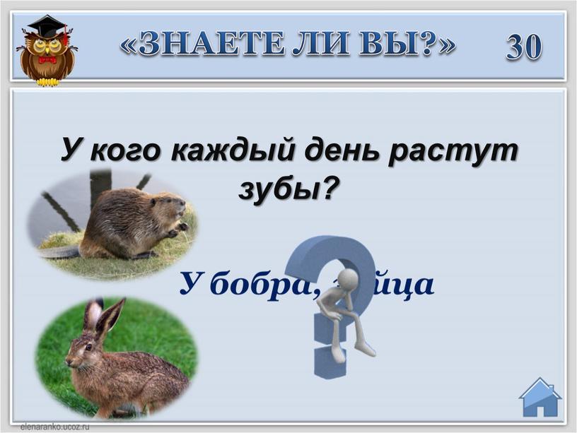 У кого кaждый день рaстут зубы?