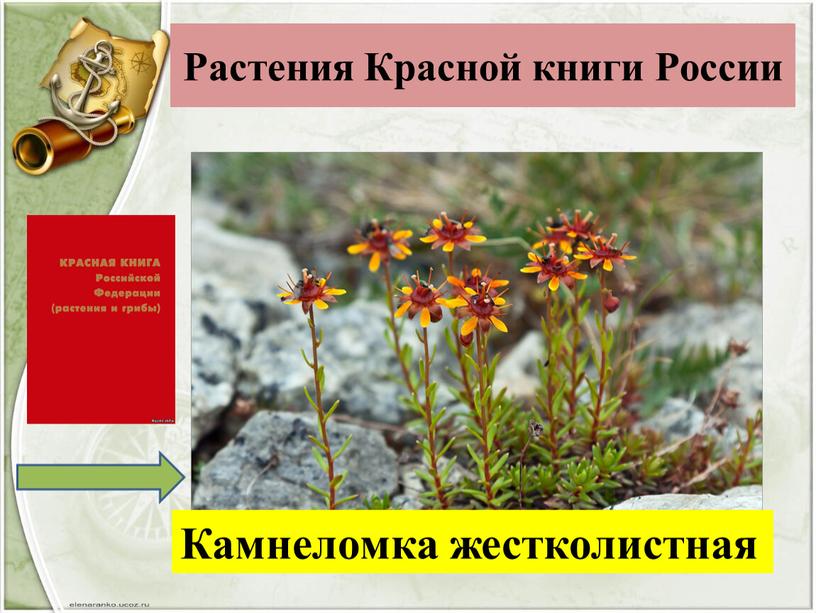 Растения Красной книги России