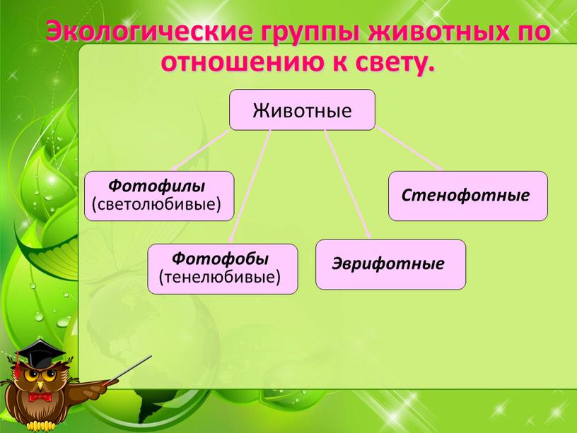 Экологические группы животных по отношению к свету