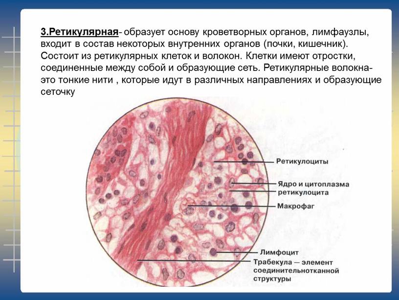 Ретикулярная - образует основу кроветворных органов, лимфаузлы, входит в состав некоторых внутренних органов (почки, кишечник)