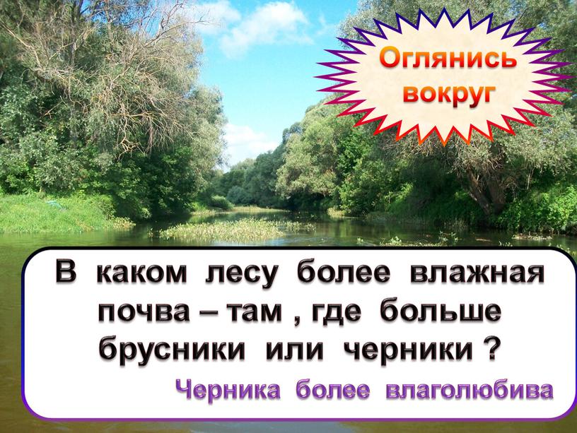 Оглянись вокруг В каком лесу более влажная почва – там , где больше брусники или черники ?