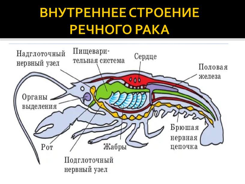 ВНУТРЕННЕЕ СТРОЕНИЕ РЕЧНОГО РАКА