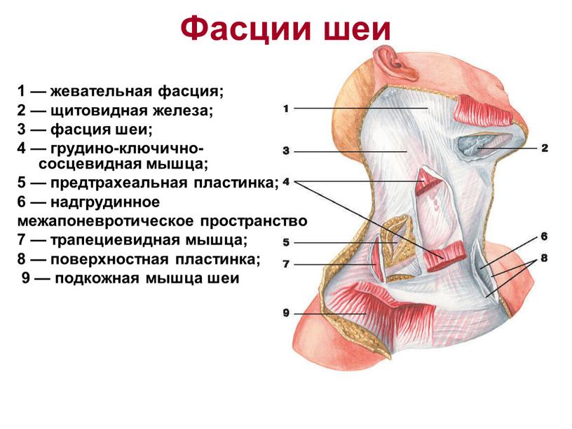 Фасции шеи 1 — жевательная фасция; 2 — щитовидная железа; 3 — фасция шеи; 4 — грудино-ключично-сосцевидная мышца; 5 — предтрахеальная пластинка; 6 — надгрудинное…