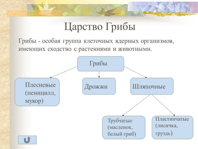 Царство Грибы Грибы - особая группа клеточных ядерных организмов, имеющих сходство с растениями и животными