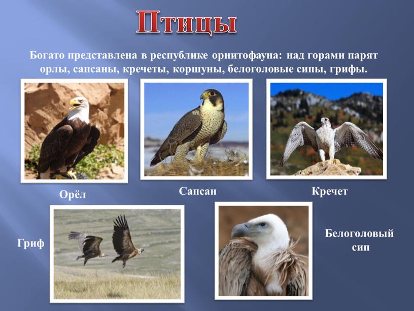 Богато представлена в республике орнитофауна: над горами парят орлы, сапсаны, кречеты, коршуны, белоголовые сипы, грифы