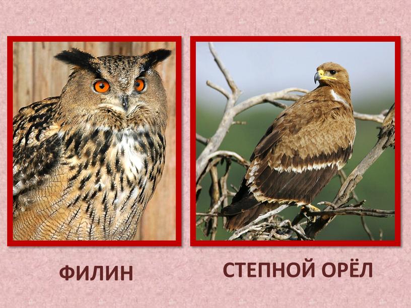 ФИЛИН СТЕПНОЙ ОРЁЛ