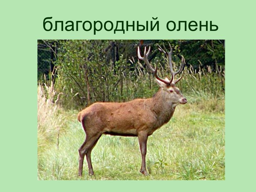 благородный олень