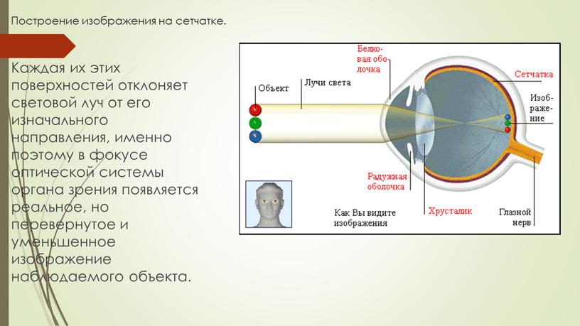 Построение изображения на сетчатке