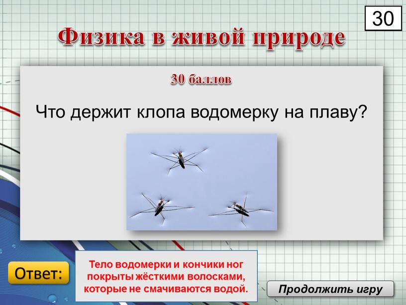 Что держит клопа водомерку на плаву?