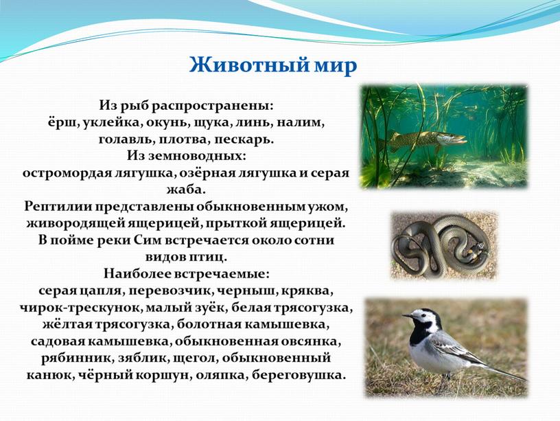 Из рыб распространены: ёрш, уклейка, окунь, щука, линь, налим, голавль, плотва, пескарь