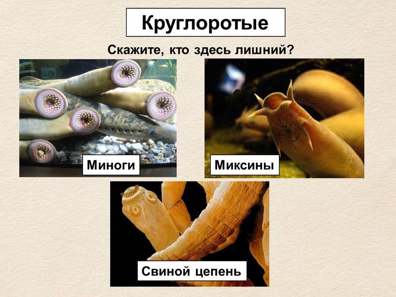 Круглоротые Скажите, кто здесь лишний?