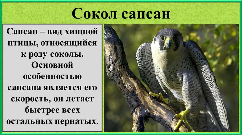 Сокол сапсан Сапсан – вид хищной птицы, относящийся к роду соколы