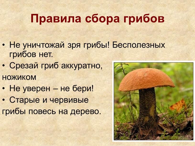 Правила сбора грибов Не уничтожай зря грибы!