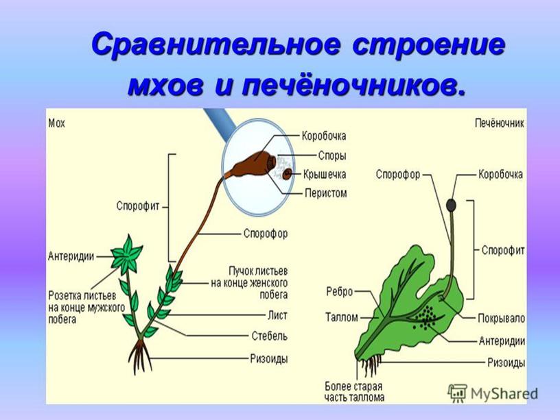 Высшие споровые растения