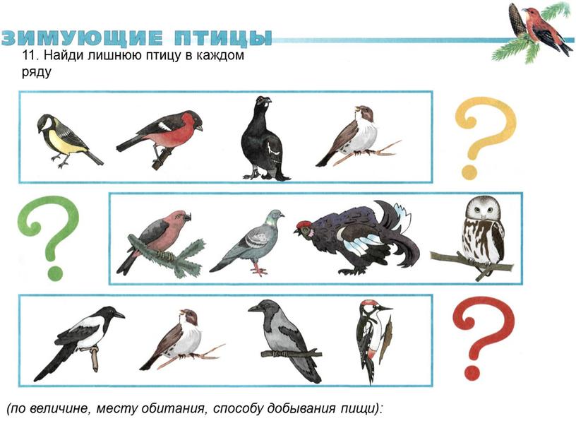 Найди лишнюю птицу в каждом ряду (по величине, месту обитания, способу добывания пищи):