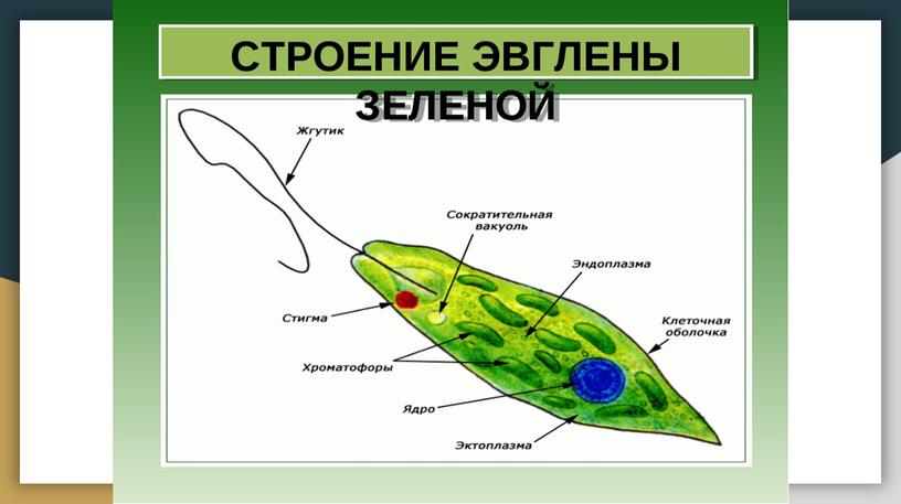 Царство Животные. Общая характеристика. Одноклеточные. Кишечнополостные