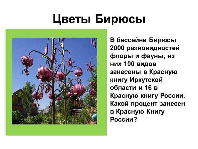 Цветы Бирюсы В бассейне Бирюсы 2000 разновидностей флоры и фауны, из них 100 видов занесены в