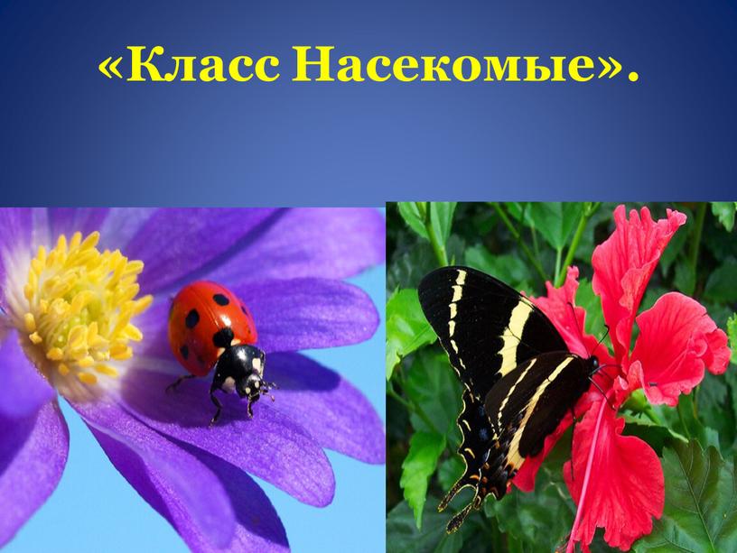 «Класс Насекомые».