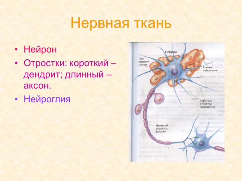 Нервная ткань Нейрон Отростки: короткий – дендрит; длинный – аксон