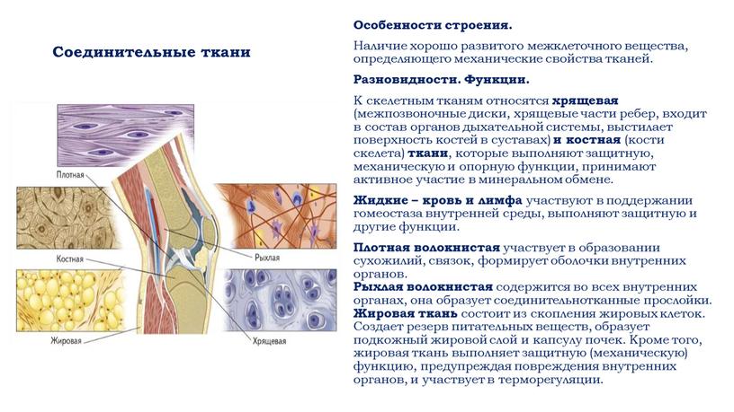 Соединительные ткани Особенности строения