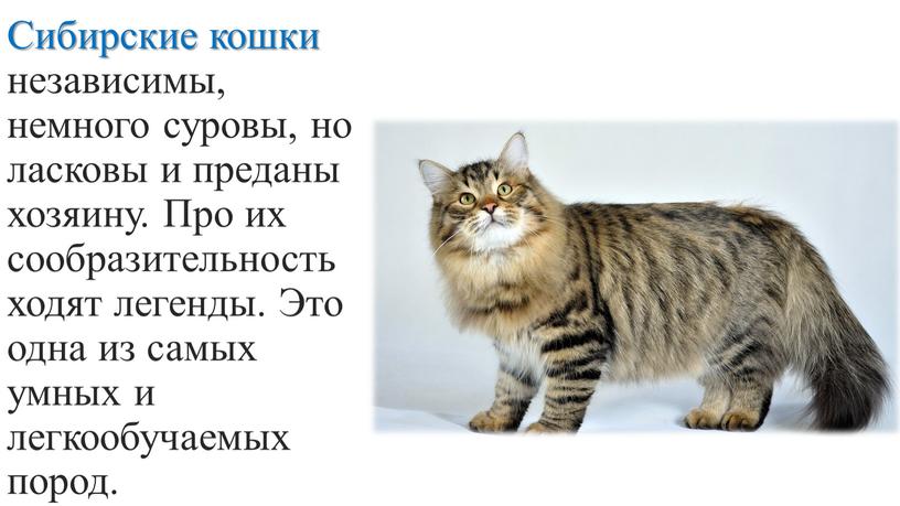 Сибирские кошки независимы, немного су­ровы, но ласковы и преданы хозяину