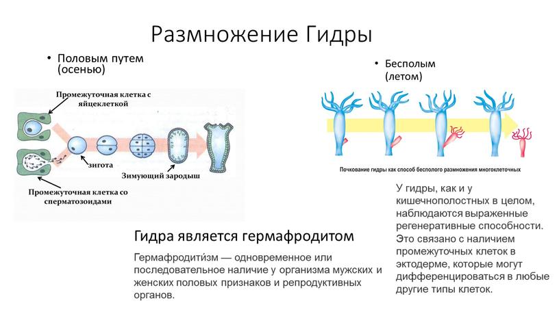 Размножение Гидры Половым путем (осенью)