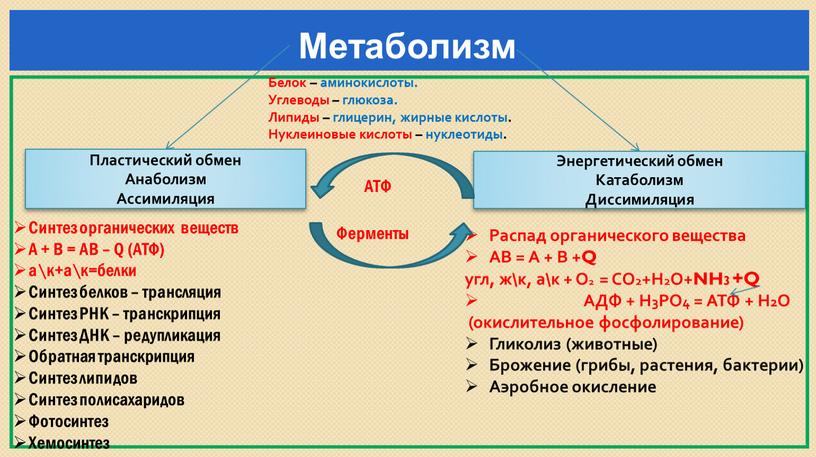 Пластический обмен Анаболизм Ассимиляция