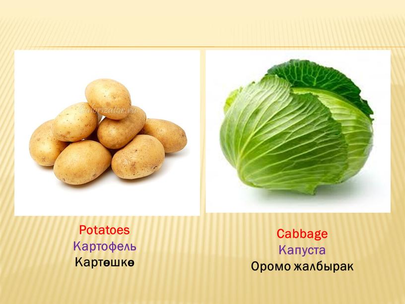 Potatoes Картофель Картөшкө Cabbage