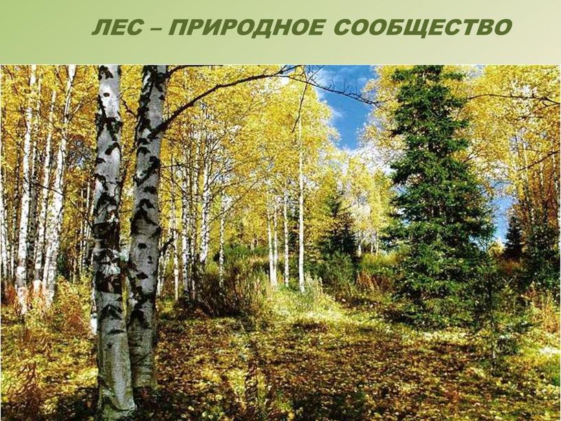 ЛЕС – ПРИРОДНОЕ СООБЩЕСТВО