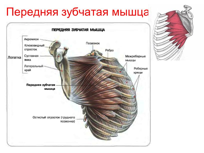 Передняя зубчатая мышца