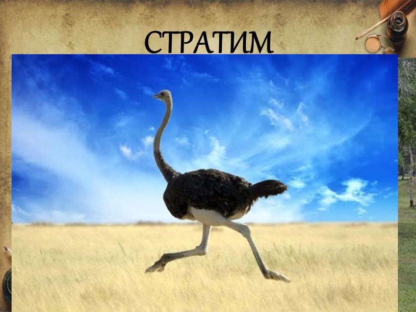 СТРАТИМ