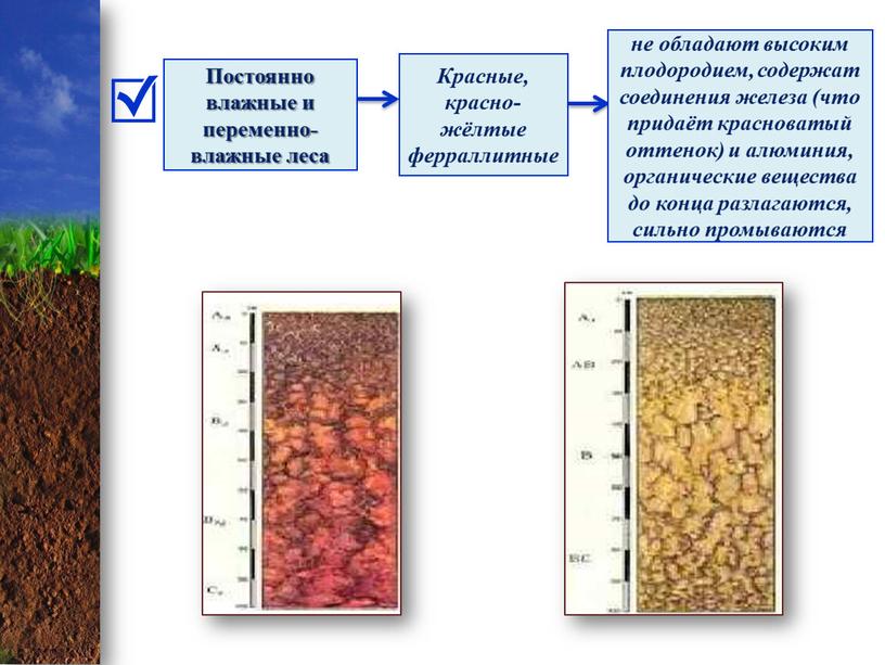 Постоянно влажные и переменно-влажные леса